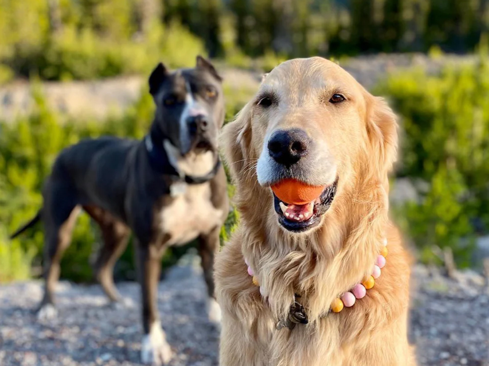 The Asher Houe dogs image