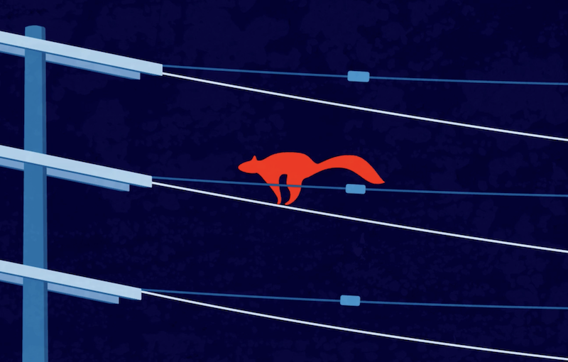 squirrel on power line